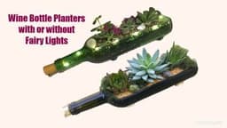 Succulents in Wine Bottle Planter with or without Fairy Lights thumbnail