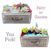 You Pick: Fairy or Gnome Succulent Garden thumbnail