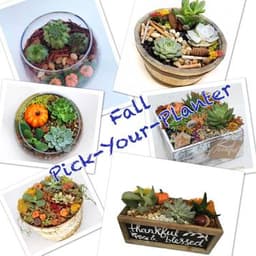 Fall Pick-Your-Planter thumbnail