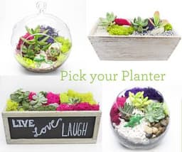 Pick Your Planter with glass or wood thumbnail