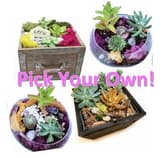 Pick Your Own Wooden or Glass Planter! thumbnail