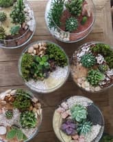 Glass Succulent Bowls - Create One thumbnail
