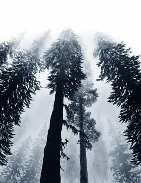 Paint Nite: Forest Mist — Painting