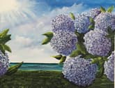Cape Cod Hydrangeas thumbnail