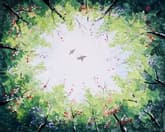 Love Birds Playing Over The Forest thumbnail