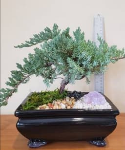 Juniper Bonsai Tree Event (Living Tree) thumbnail