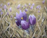 Crocus: First Sign of Spring thumbnail