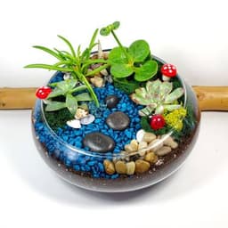 Lily Bowl Creek, Succulent Garden! thumbnail