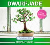Dwarf Jade thumbnail