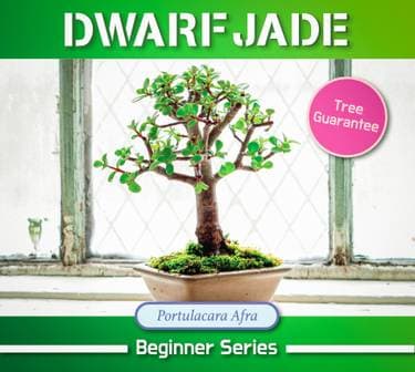 Dwarf Jade - Paint and sip event at Chafunkta Brewing Company in Covington, LA - PaintNite.com