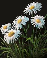 Wild Spring Daisies thumbnail