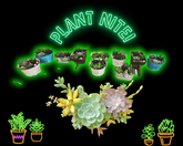 PLANT Nite! Choose Your Own Planter & Plants! thumbnail