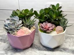Mothers Day Succulents and Rose Quartz thumbnail