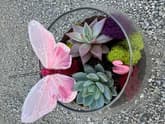 Spring Fresh Terrarium thumbnail