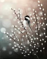 Chickadee Radiance thumbnail