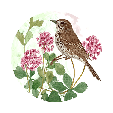 WATERCOLOR Wood Thrush with Jade Scarlett
