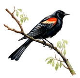 WATERCOLOR Red Winged Blackbird thumbnail
