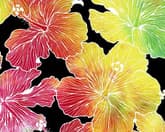 Galaxy Rainbow Hibiscuses thumbnail