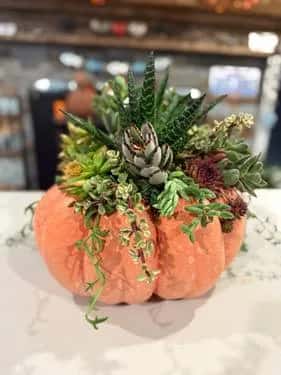 Succulent Pumpkin Workshop