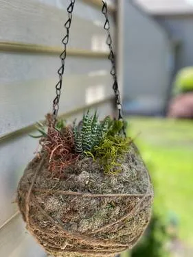 Kokedama Succulent Project-Virtual — Painting
