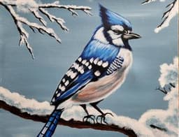 Snowy Blue Jay thumbnail