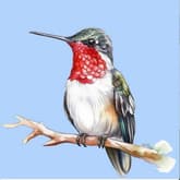 WATERCOLOR Red Hummingbird thumbnail