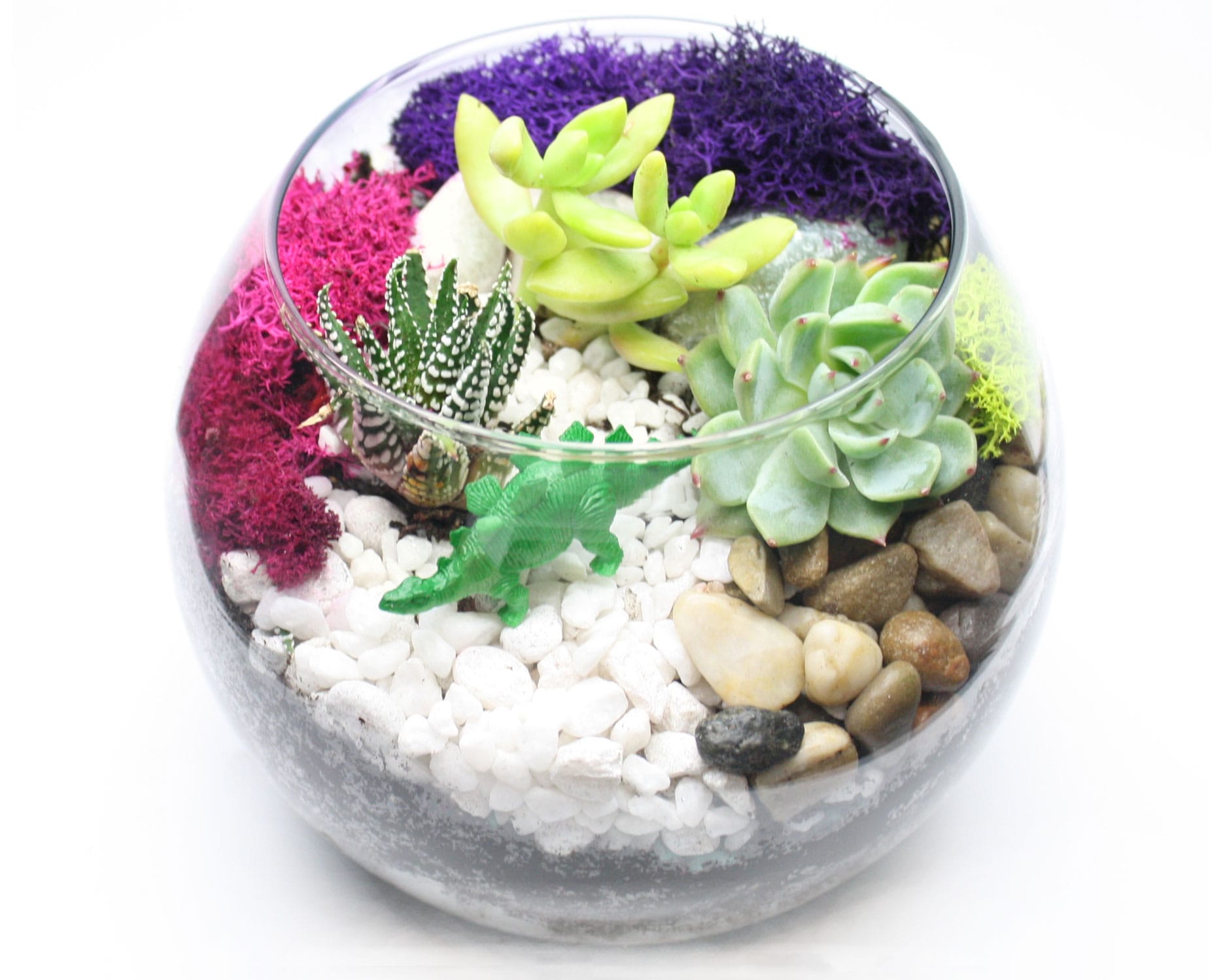 Succulent Terrarium in Rose Bowl