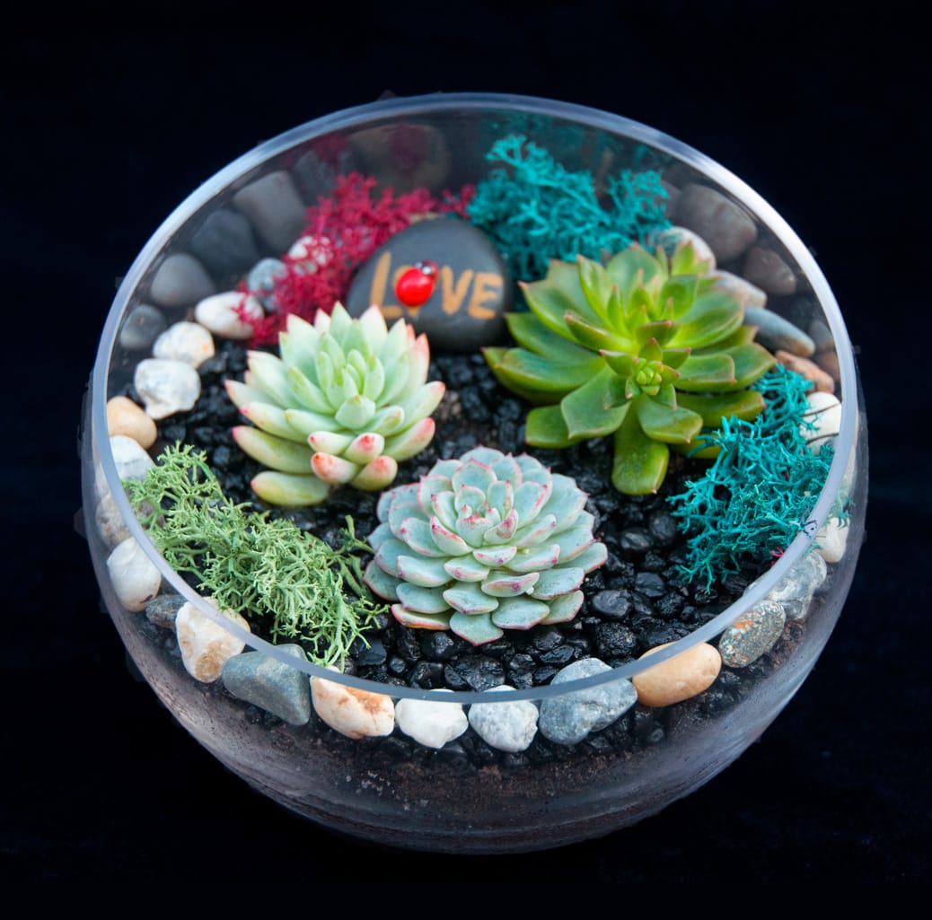 Beautiful Succulent Slope Bowl