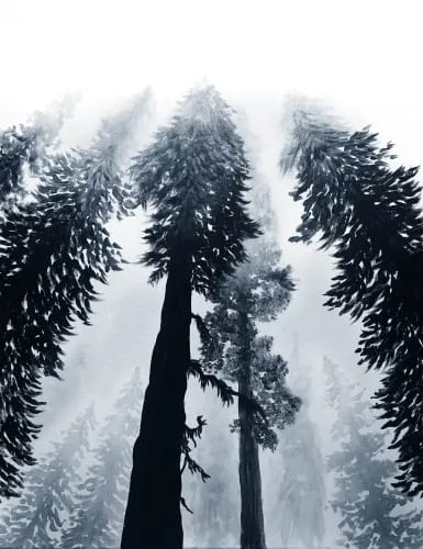 Forest Mist