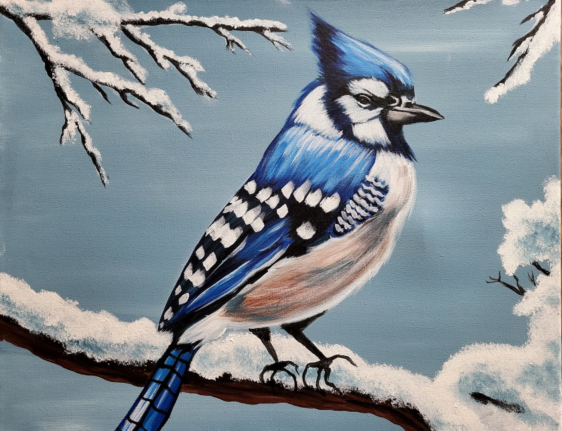 Snowy Blue Jay