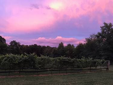 Curran Alexander Vineyards , LEXINGTON, NC | Yaymaker