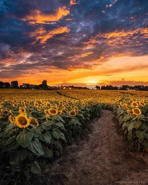 Campbell's Cross Farm