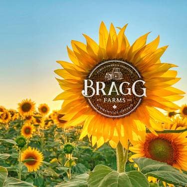 Bragg Farms Sunflower Bloom