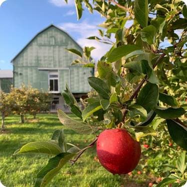 Ocala Winery , Scugog, ON | Yaymaker