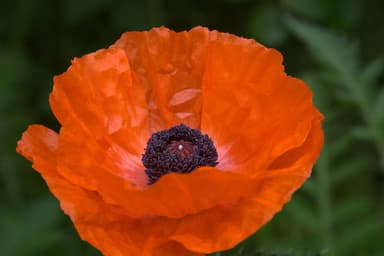 The Henderson Royal Canadian Legion #215 - PaintNite event location