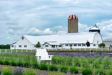 Lavande Braydale Lavender Farm - PaintNite event location